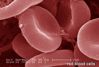 Illustration for article titled We Can Replace Your Blood Cells With Synthetics
